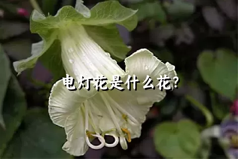 电灯花是什么花？