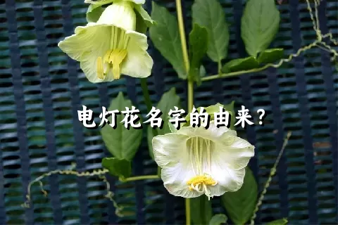 电灯花名字的由来？