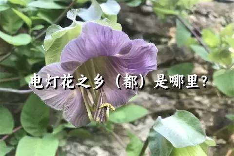 电灯花之乡（都）是哪里？