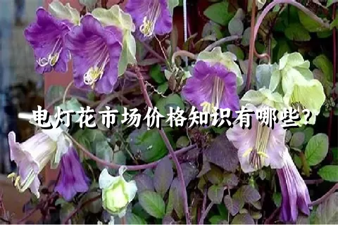 电灯花市场价格知识有哪些？