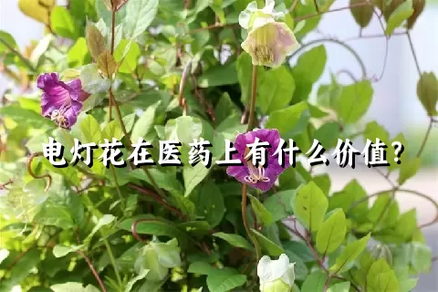 电灯花在医药上有什么价值？