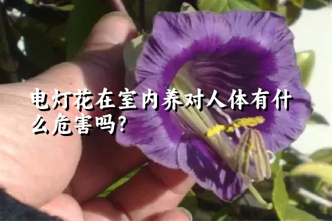 电灯花在室内养对人体有什么危害吗？