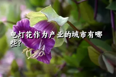 电灯花作为产业的城市有哪些？