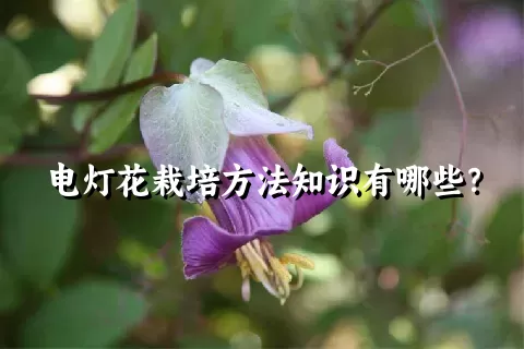 电灯花栽培方法知识有哪些？