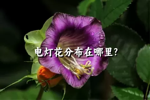 电灯花分布在哪里?