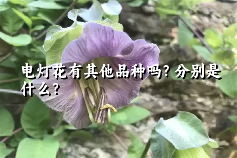 电灯花有其他品种吗？分别是什么？