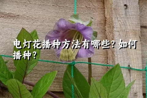 电灯花播种方法有哪些？如何播种？