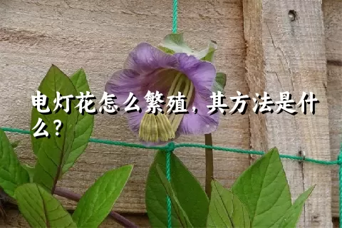 电灯花怎么繁殖，其方法是什么？