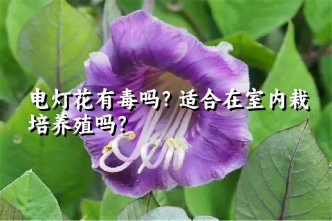 电灯花有毒吗？适合在室内栽培养殖吗？