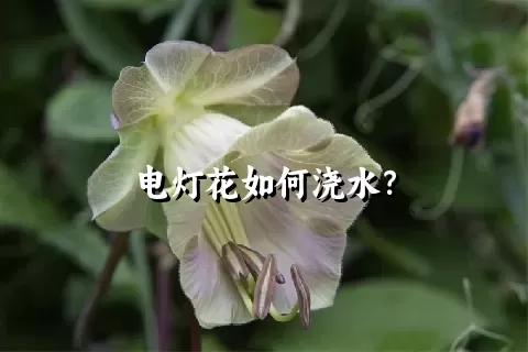 电灯花如何浇水？