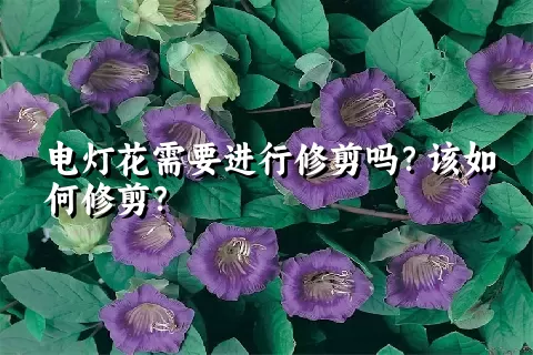 电灯花需要进行修剪吗？该如何修剪？