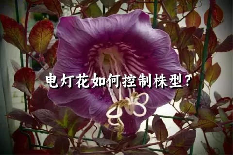 电灯花如何控制株型？