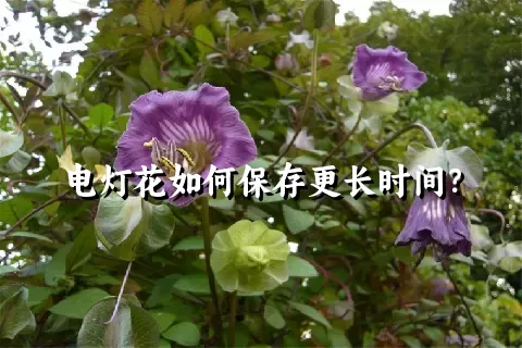 电灯花如何保存更长时间？