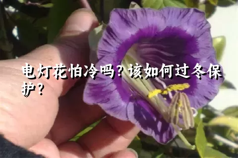 电灯花怕冷吗？该如何过冬保护？