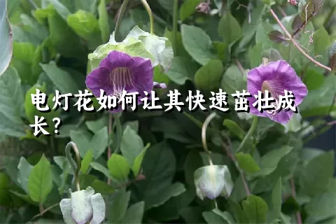 电灯花如何让其快速茁壮成长？