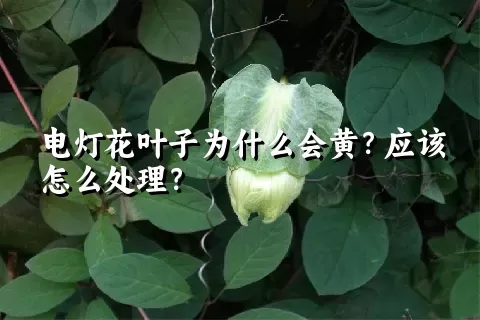 电灯花叶子为什么会黄？应该怎么处理？