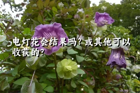 电灯花会结果吗？或其他可以收获的？