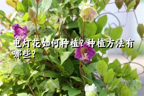 电灯花如何种植？种植方法有哪些？