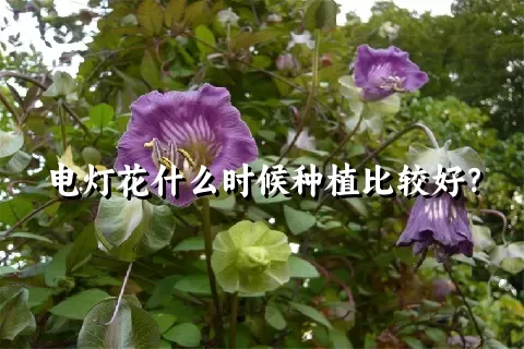 电灯花什么时候种植比较好？