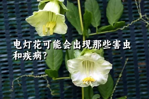 电灯花可能会出现那些害虫和疾病？