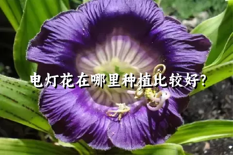 电灯花在哪里种植比较好？