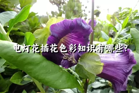 电灯花插花色彩知识有哪些？