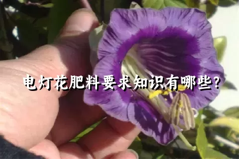 电灯花肥料要求知识有哪些？