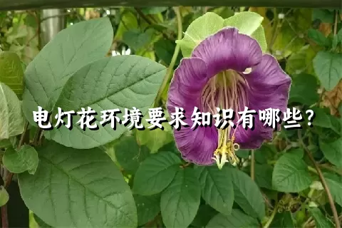 电灯花环境要求知识有哪些？