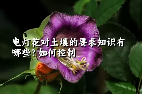 电灯花对土壤的要求知识有哪些？如何控制