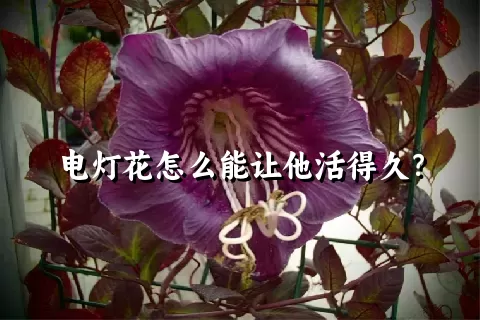 电灯花怎么能让他活得久？