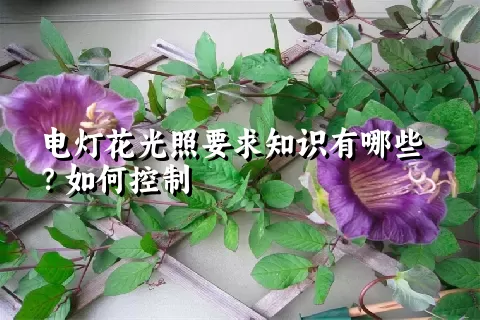 电灯花光照要求知识有哪些？如何控制