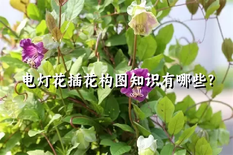 电灯花插花构图知识有哪些？