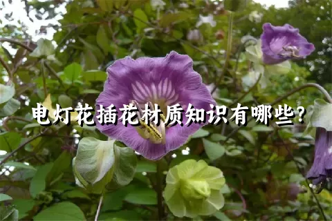 电灯花插花材质知识有哪些？