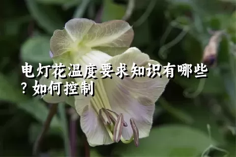 电灯花温度要求知识有哪些？如何控制