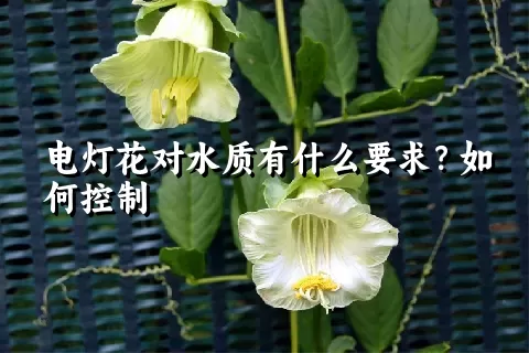 电灯花对水质有什么要求？如何控制