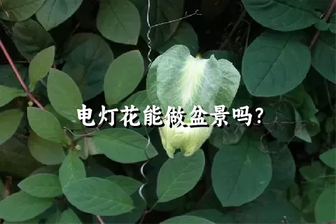 电灯花能做盆景吗？