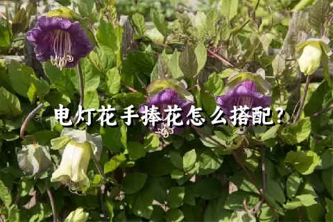 电灯花手捧花怎么搭配？