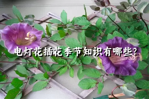 电灯花插花季节知识有哪些？