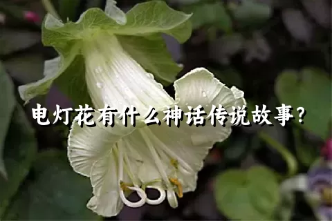 电灯花有什么神话传说故事？