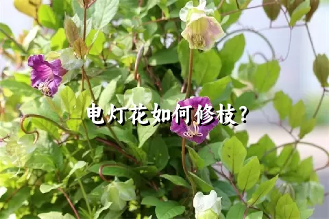 电灯花如何修枝？