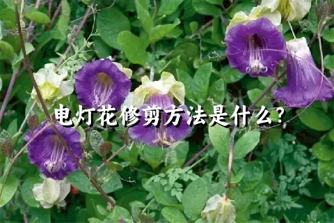 电灯花修剪方法是什么？