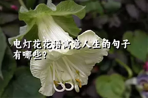 电灯花花语寓意人生的句子有哪些？