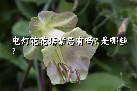 电灯花花语禁忌有吗？是哪些？