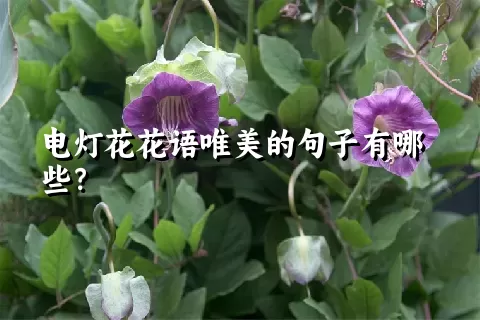 电灯花花语唯美的句子有哪些？