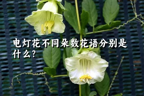 电灯花不同朵数花语分别是什么？