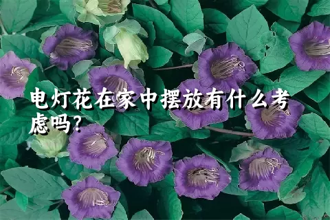 电灯花在家中摆放有什么考虑吗？