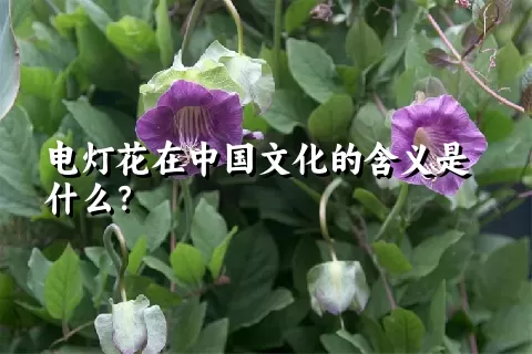 电灯花在中国文化的含义是什么？