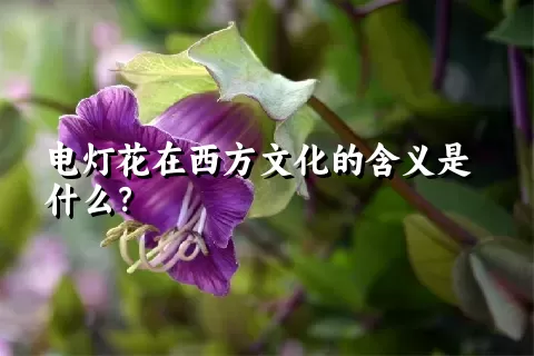 电灯花在西方文化的含义是什么？