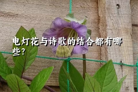 电灯花与诗歌的结合都有哪些？