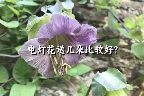 电灯花送几朵比较好？